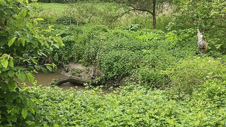 Expertise écologique – Extension d’une station d’épuration (Moselle 57) 3